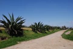 Mexiko-2008